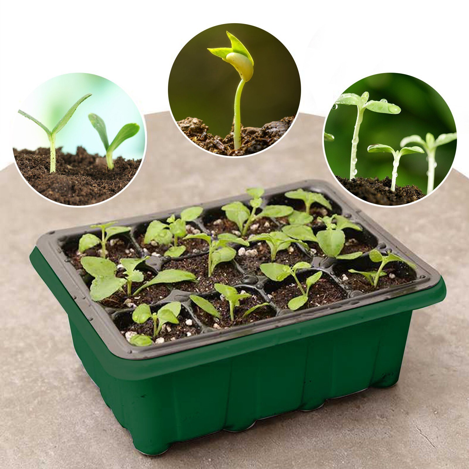 12 Holes Plant Germination Seeding Tray 12 Holes Plant Germination Seeding Tray