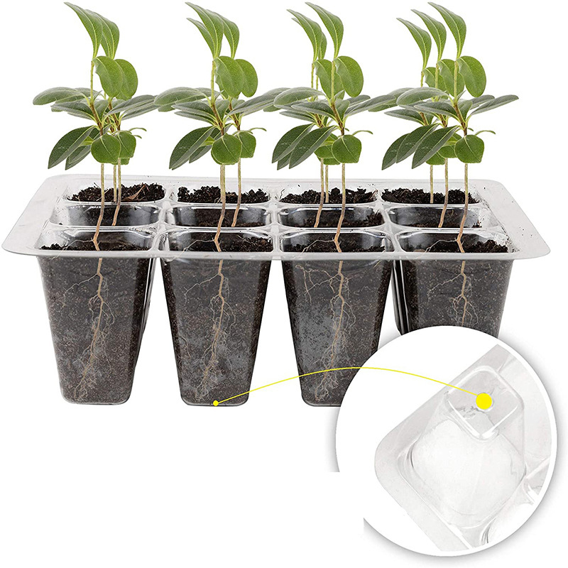 12 Holes Seed Germination Box 12 Holes Seed Germination Box