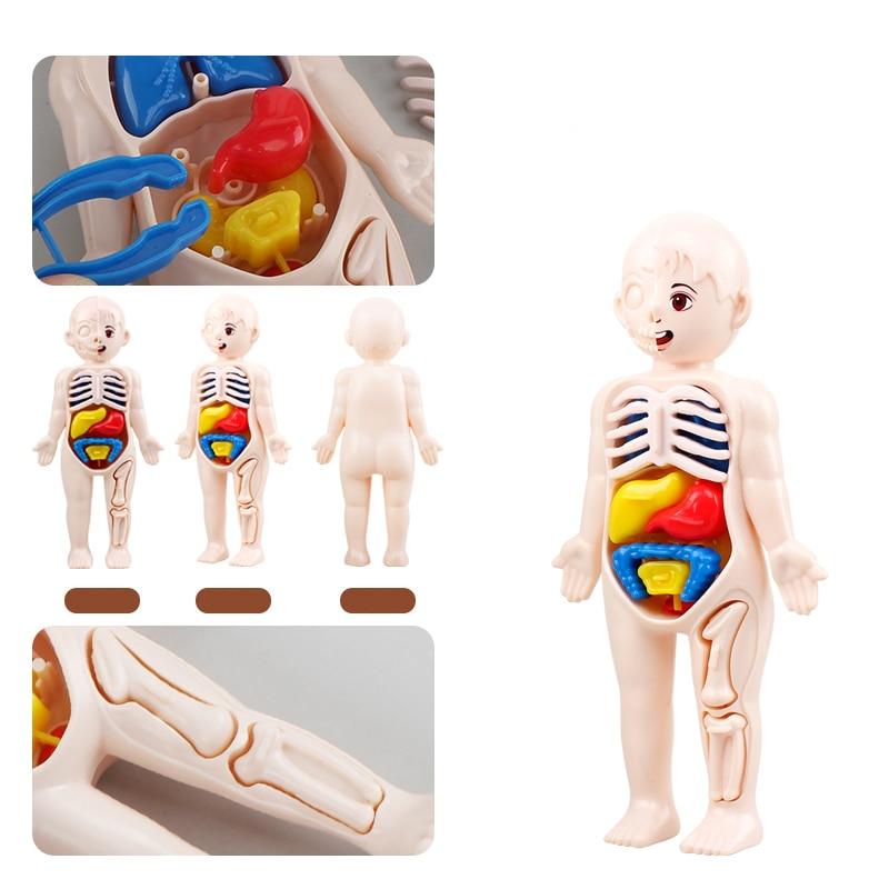 14Pcs Set Human Organ Model Children DIY Assembled Medical Early Science And Education Toys 14Pcs Set Human Organ Model Children DIY Assembled Medical Early Science And Education Toys