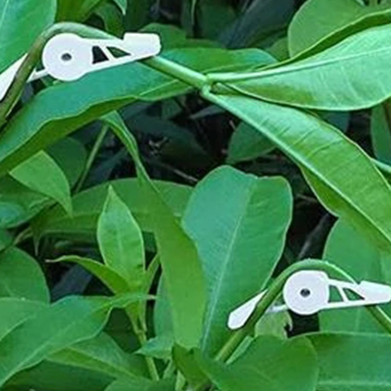 360 Degrees Plant Benders (10 pcs) 360 Degrees Plant Benders (10 pcs)