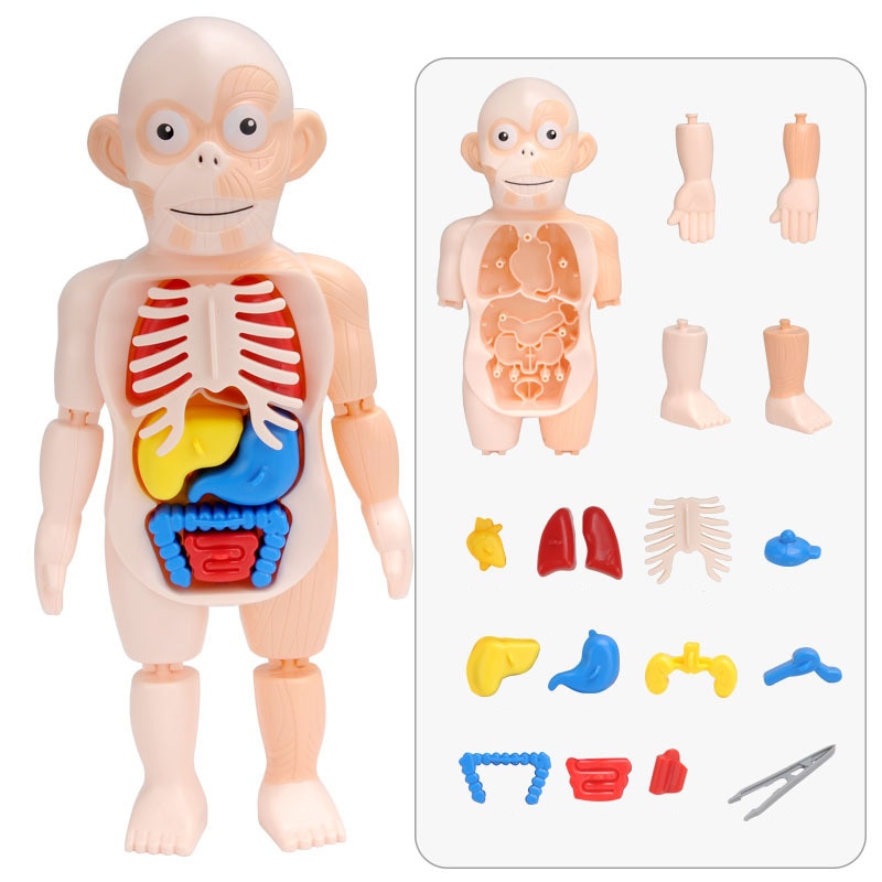 3D Anatomy Human Body Puzzle