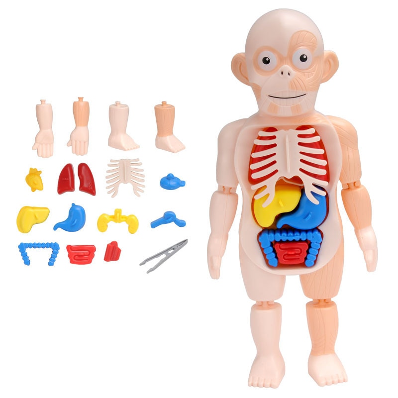 3D Anatomy Human Body Puzzle 3D Anatomy Human Body Puzzle