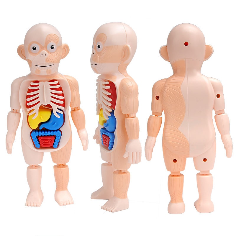 3D Anatomy Human Body Puzzle 3D Anatomy Human Body Puzzle