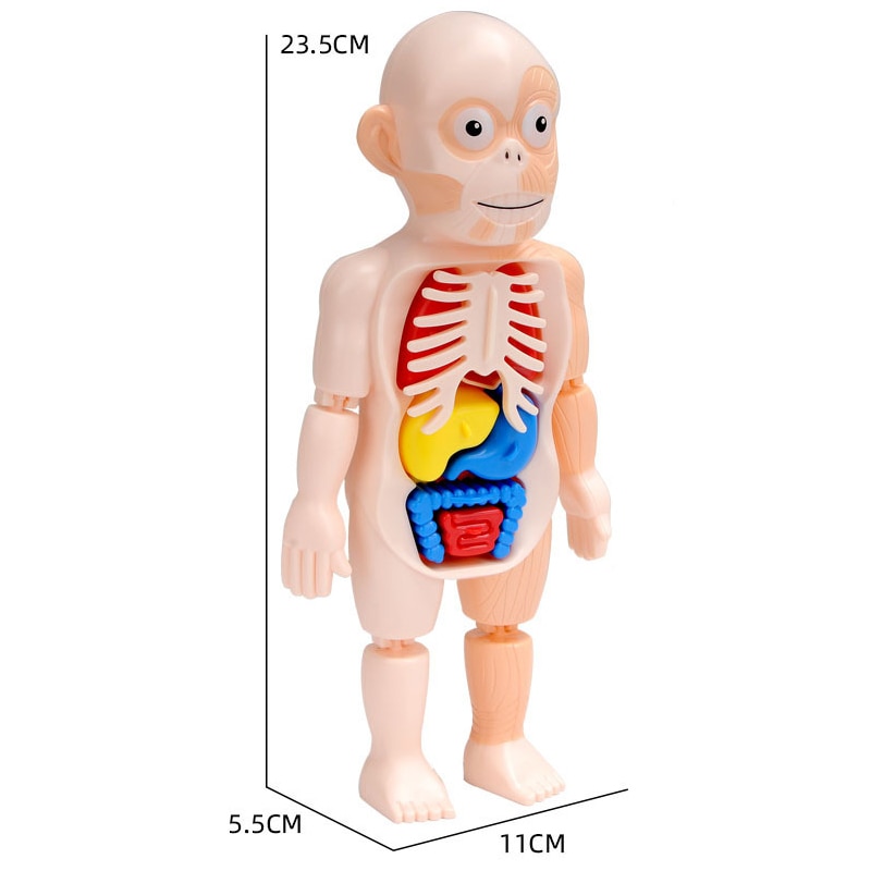 3D Anatomy Human Body Puzzle 3D Anatomy Human Body Puzzle