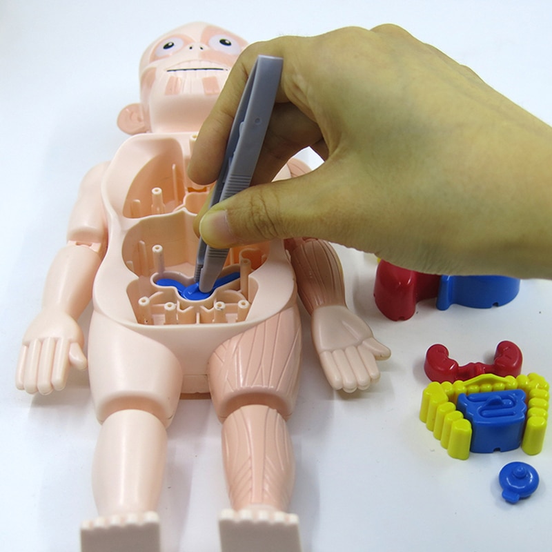 3D Anatomy Human Body Puzzle 3D Anatomy Human Body Puzzle
