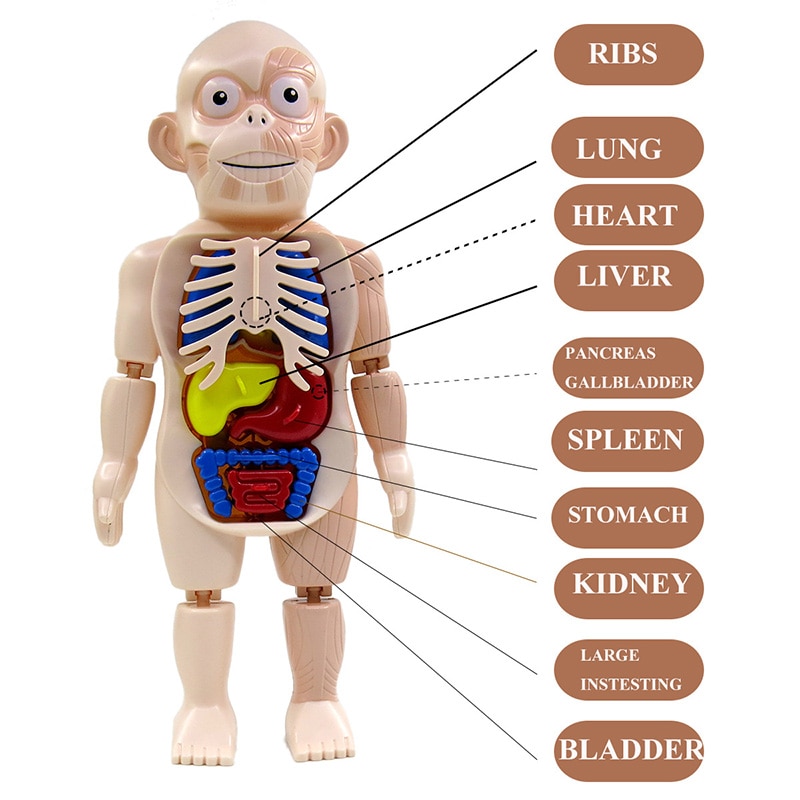3D Anatomy Human Body Puzzle 3D Anatomy Human Body Puzzle
