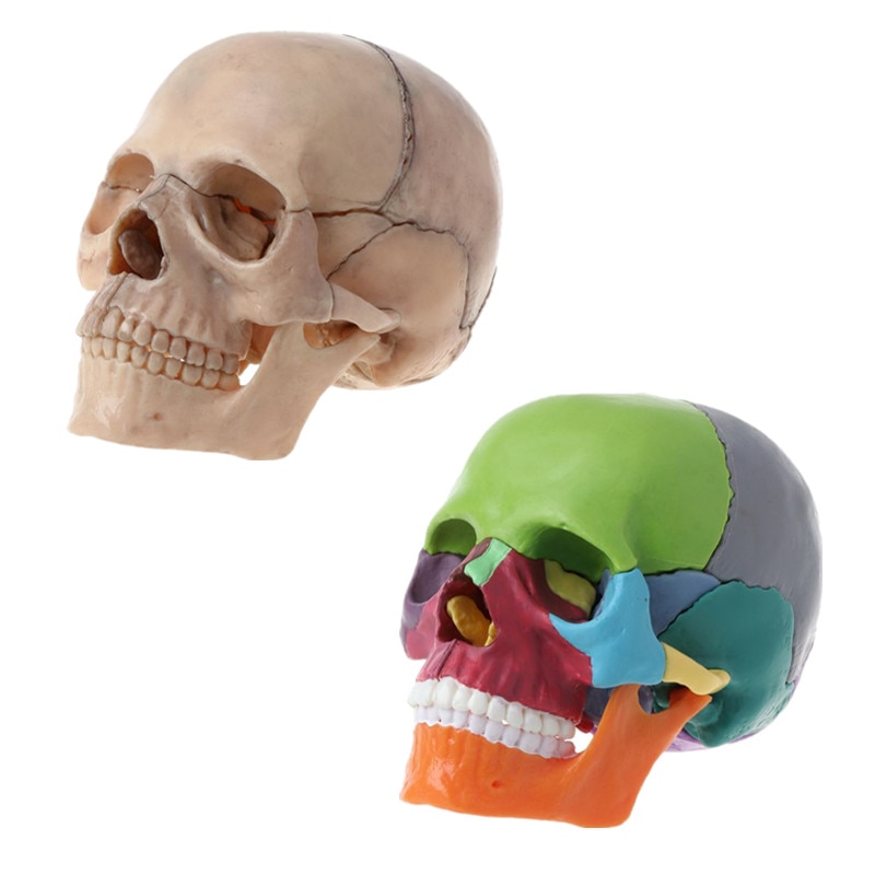 4D Detachable Parts Anatomy Skull Model (15 pcs)