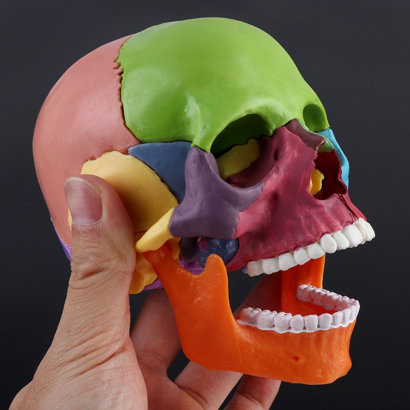4D Detachable Parts Anatomy Skull Model (15 pcs) 4D Detachable Parts Anatomy Skull Model (15 pcs)