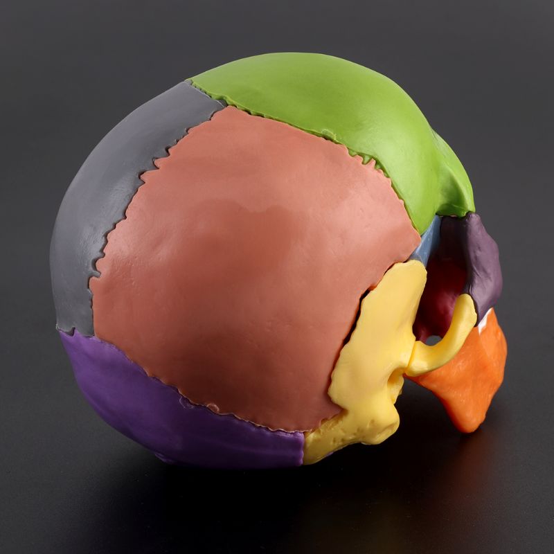 4D Detachable Parts Anatomy Skull Model (15 pcs) 4D Detachable Parts Anatomy Skull Model (15 pcs)