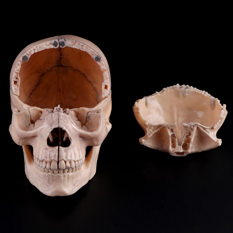 4D Detachable Parts Anatomy Skull Model (15 pcs) 4D Detachable Parts Anatomy Skull Model (15 pcs)