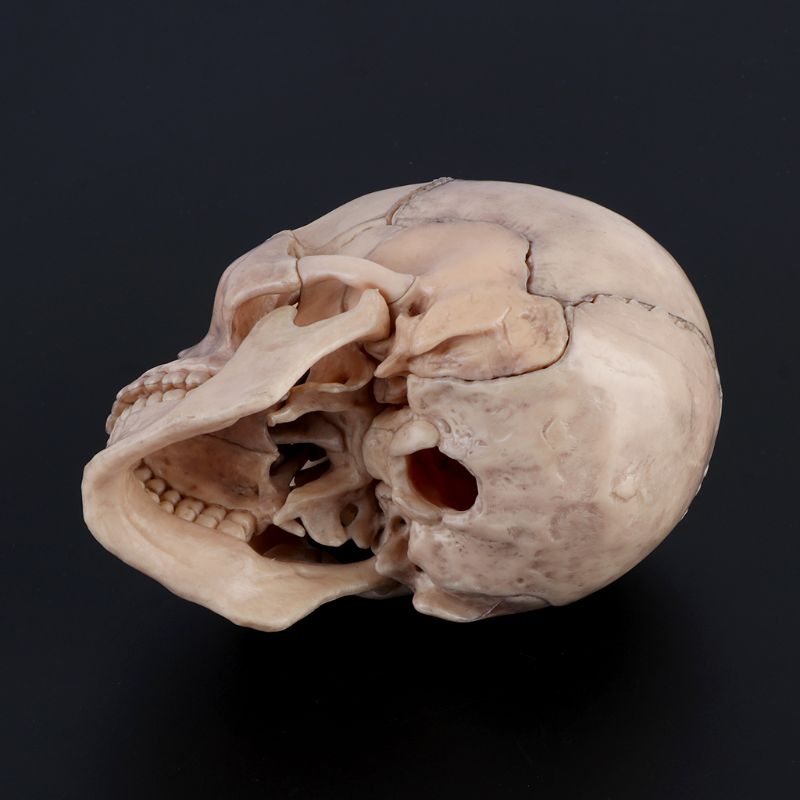 4D Detachable Parts Anatomy Skull Model (15 pcs) 4D Detachable Parts Anatomy Skull Model (15 pcs)