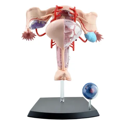 4D Female Reproductive System Model 4D Female Reproductive System Model