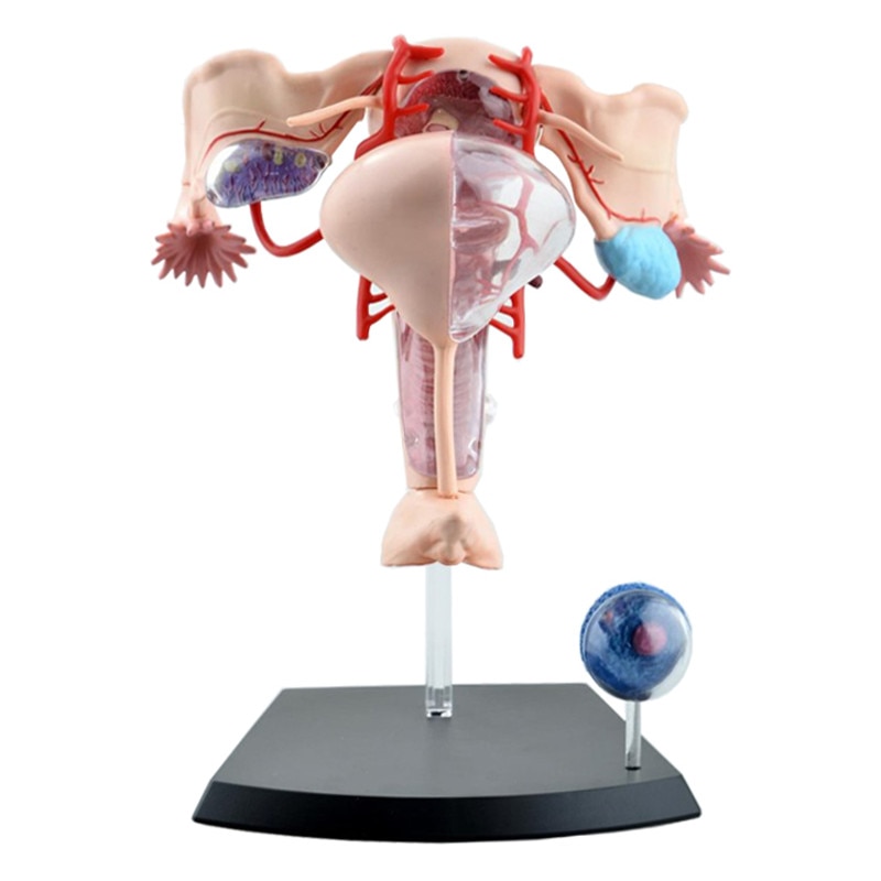 4D Female Reproductive System Model