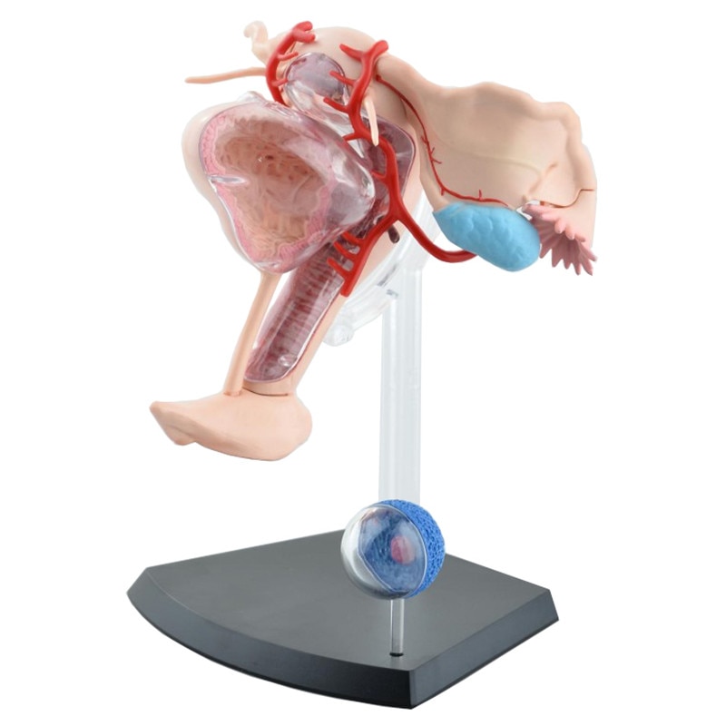 4D Female Reproductive System Model 4D Female Reproductive System Model