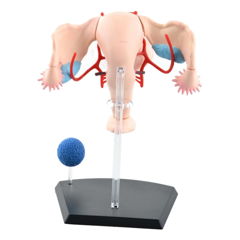 4D Female Reproductive System Model 4D Female Reproductive System Model