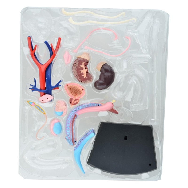 4D Female Reproductive System Model 4D Female Reproductive System Model