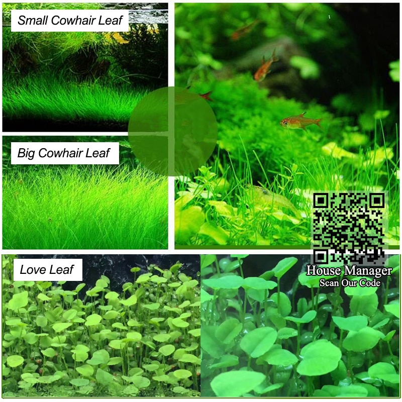 6 random Fish Tank Plants Aquarium Supplies 6 random Fish Tank Plants Aquarium Supplies