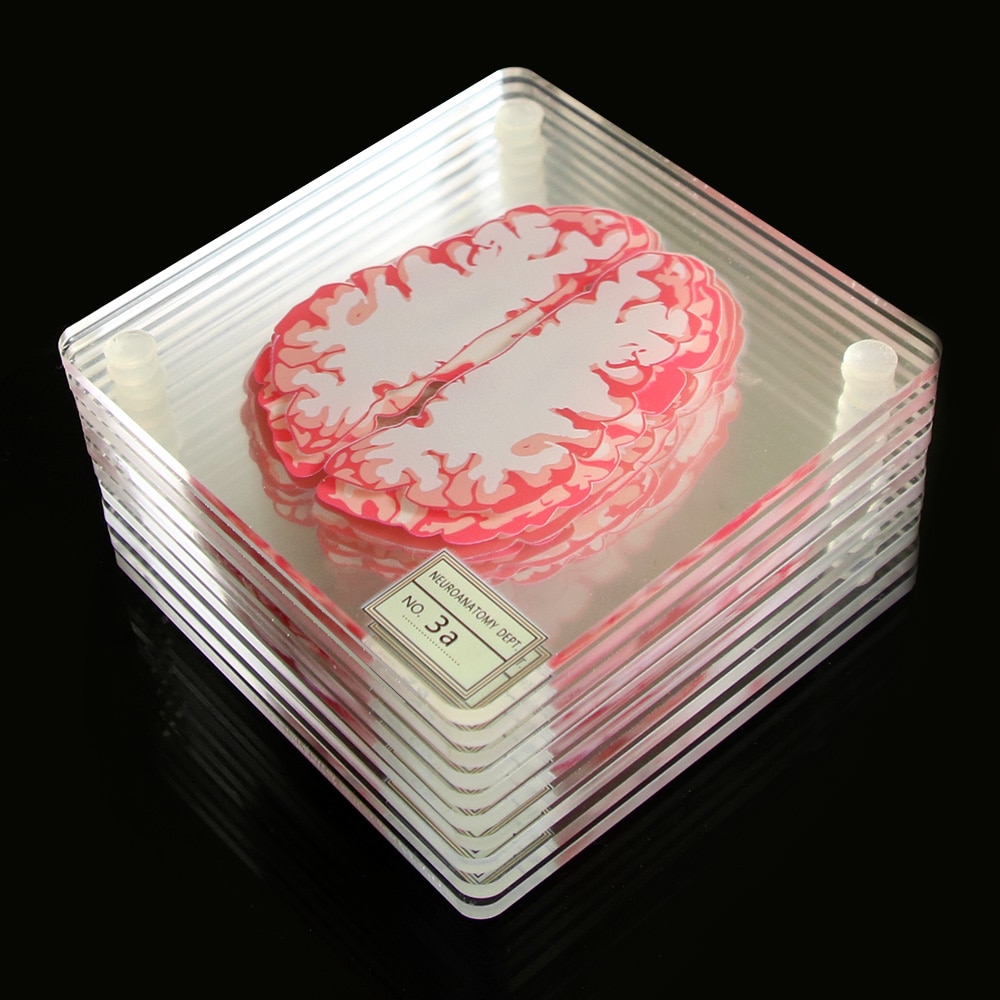 Acrylic Non-Slip Brain Coasters (10pcs) Acrylic Non-Slip Brain Coasters (10pcs)