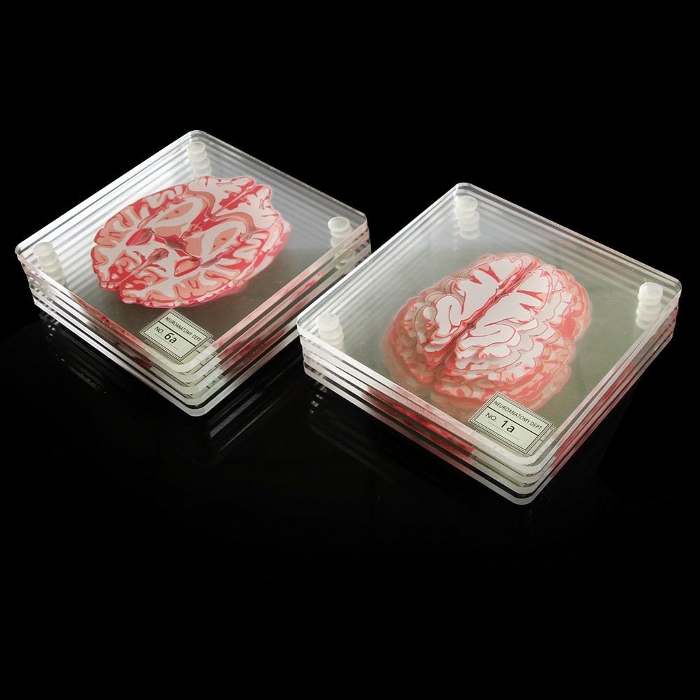 Acrylic Non-Slip Brain Coasters (10pcs) Acrylic Non-Slip Brain Coasters (10pcs)