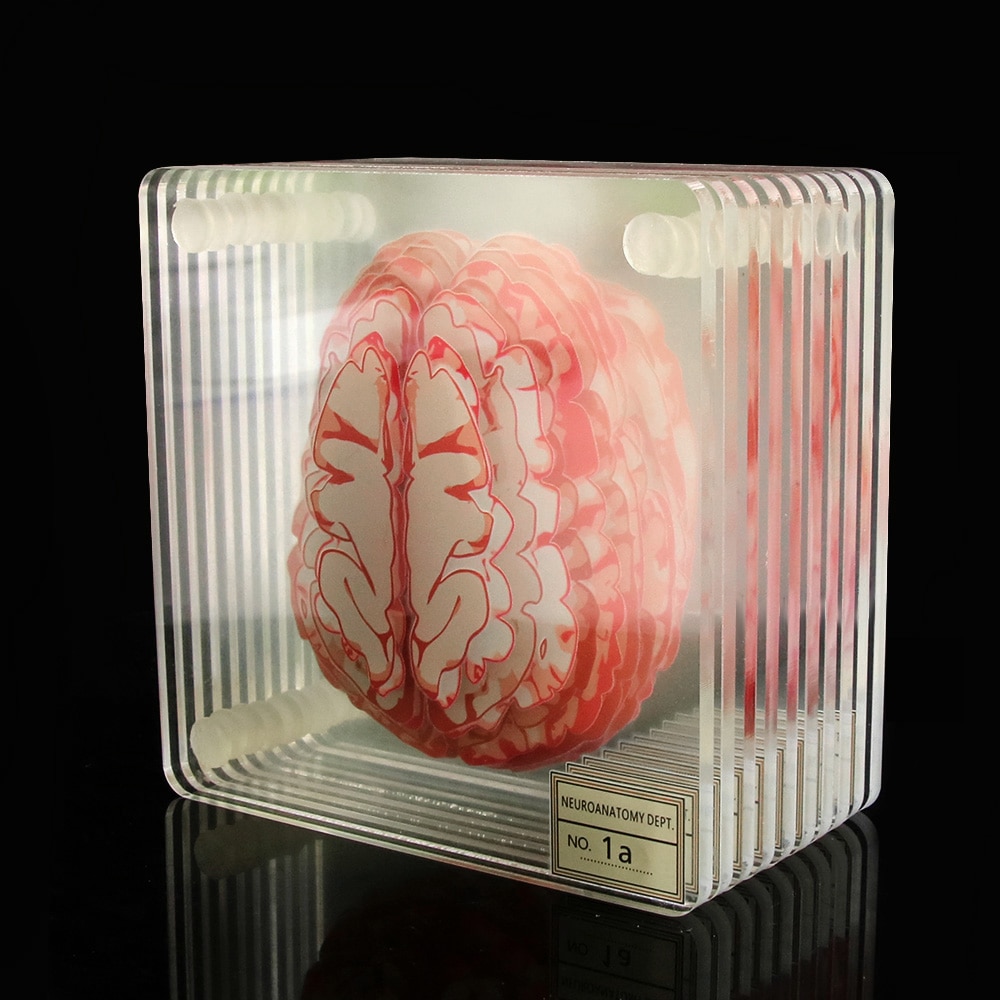 Acrylic Non-Slip Brain Coasters (10pcs) Acrylic Non-Slip Brain Coasters (10pcs)