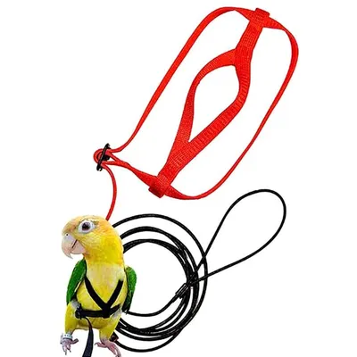 Adjustable Bird Harness and Leash Adjustable Bird Harness and Leash