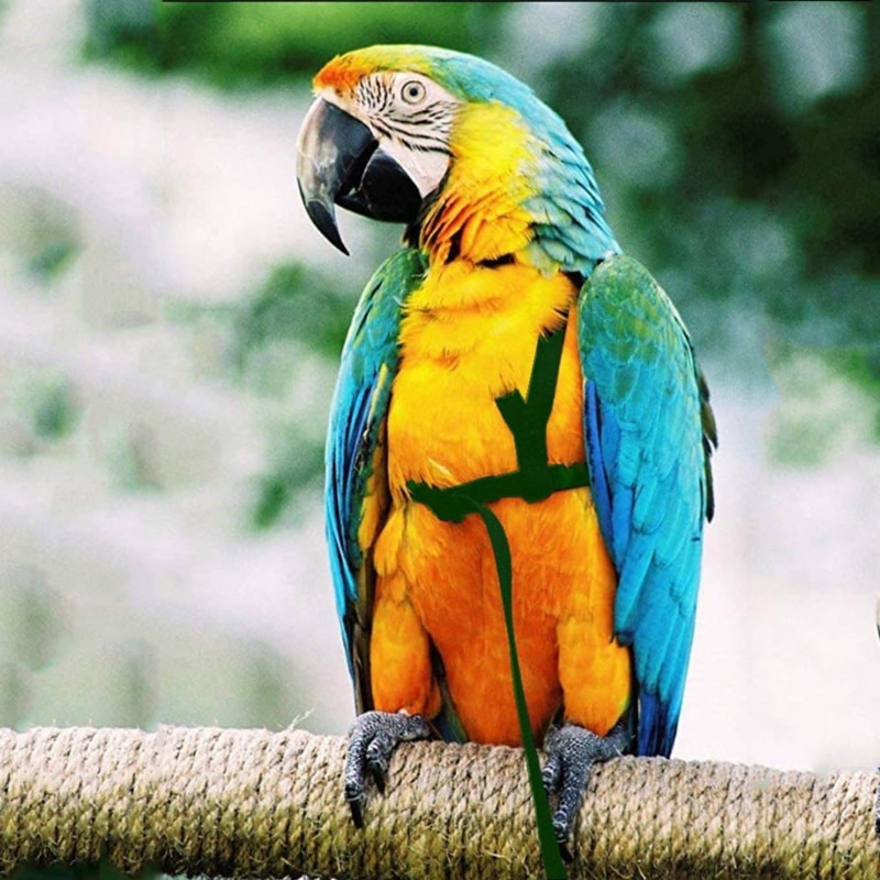 Adjustable Bird Harness and Leash Adjustable Bird Harness and Leash