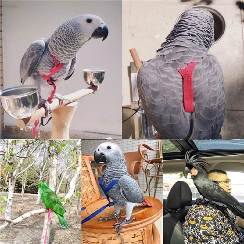 Adjustable Bird Harness and Leash Adjustable Bird Harness and Leash
