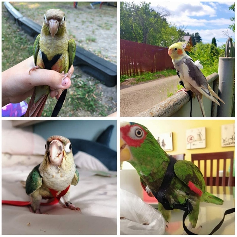 Adjustable Bird Harness and Leash Adjustable Bird Harness and Leash