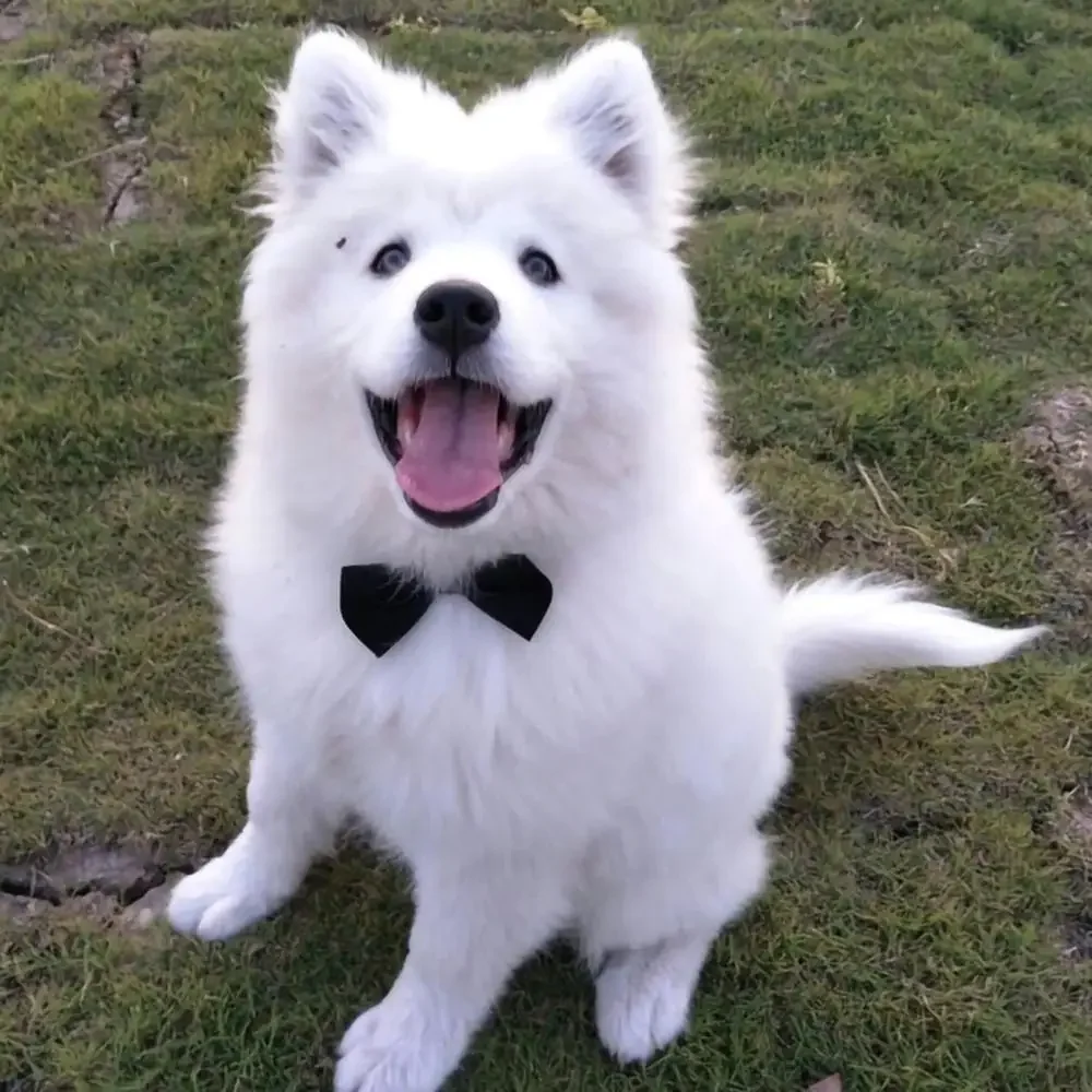 Adjustable Pets Dog Cat Bow Tie Pet Costume Necktie Collar for Small Dogs Puppy Grooming Accessories Adjustable Pets Dog Cat Bow Tie Pet Costume Necktie Collar for Small Dogs Puppy Grooming Accessories