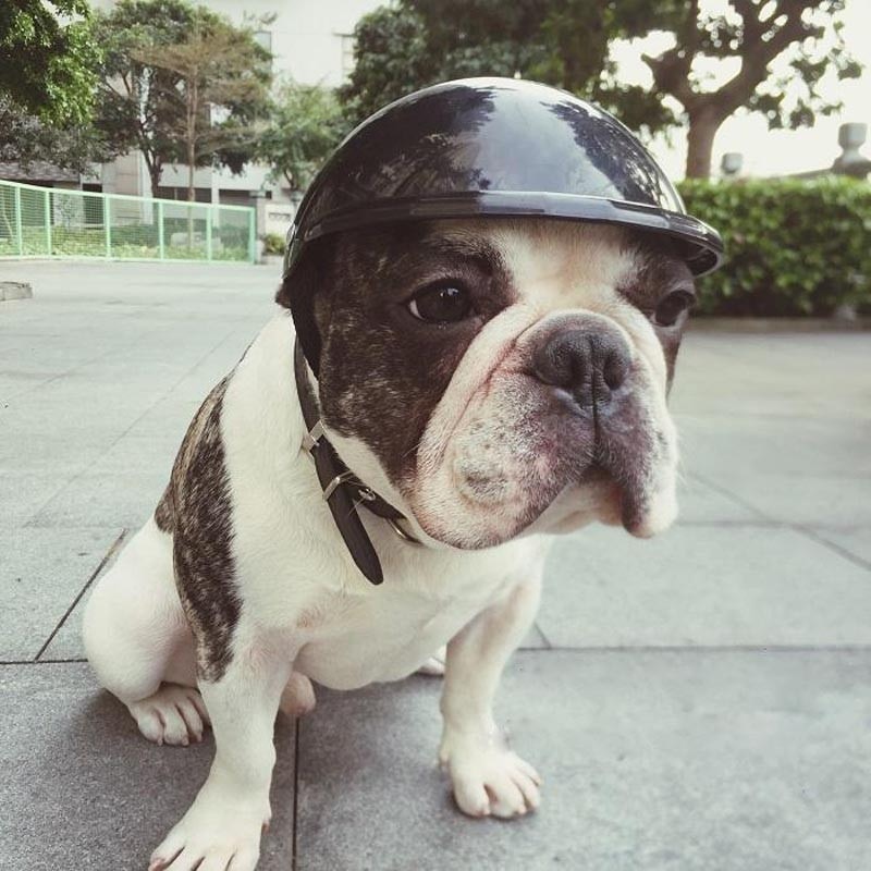 Adjustable Plastic Dog Safety Helmet