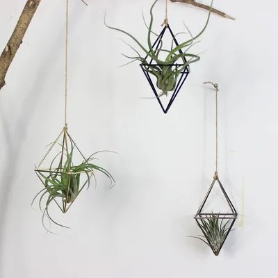 Air Plant Hanger Geometric Holder Air Plant Hanger Geometric Holder