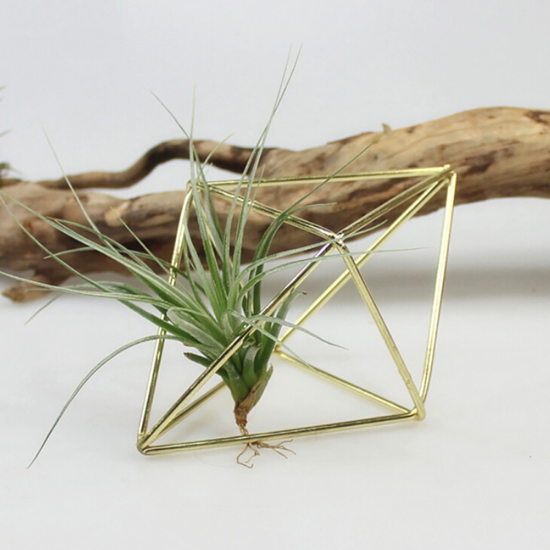 Air Plant Hanger Geometric Holder Air Plant Hanger Geometric Holder