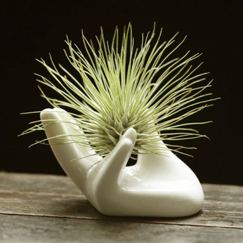 Air Plant Holder Ceramic Holder Air Plant Holder Ceramic Holder