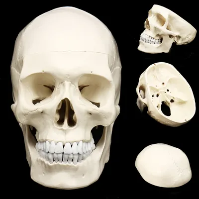 Anatomic Human Skull Model Anatomic Human Skull Model