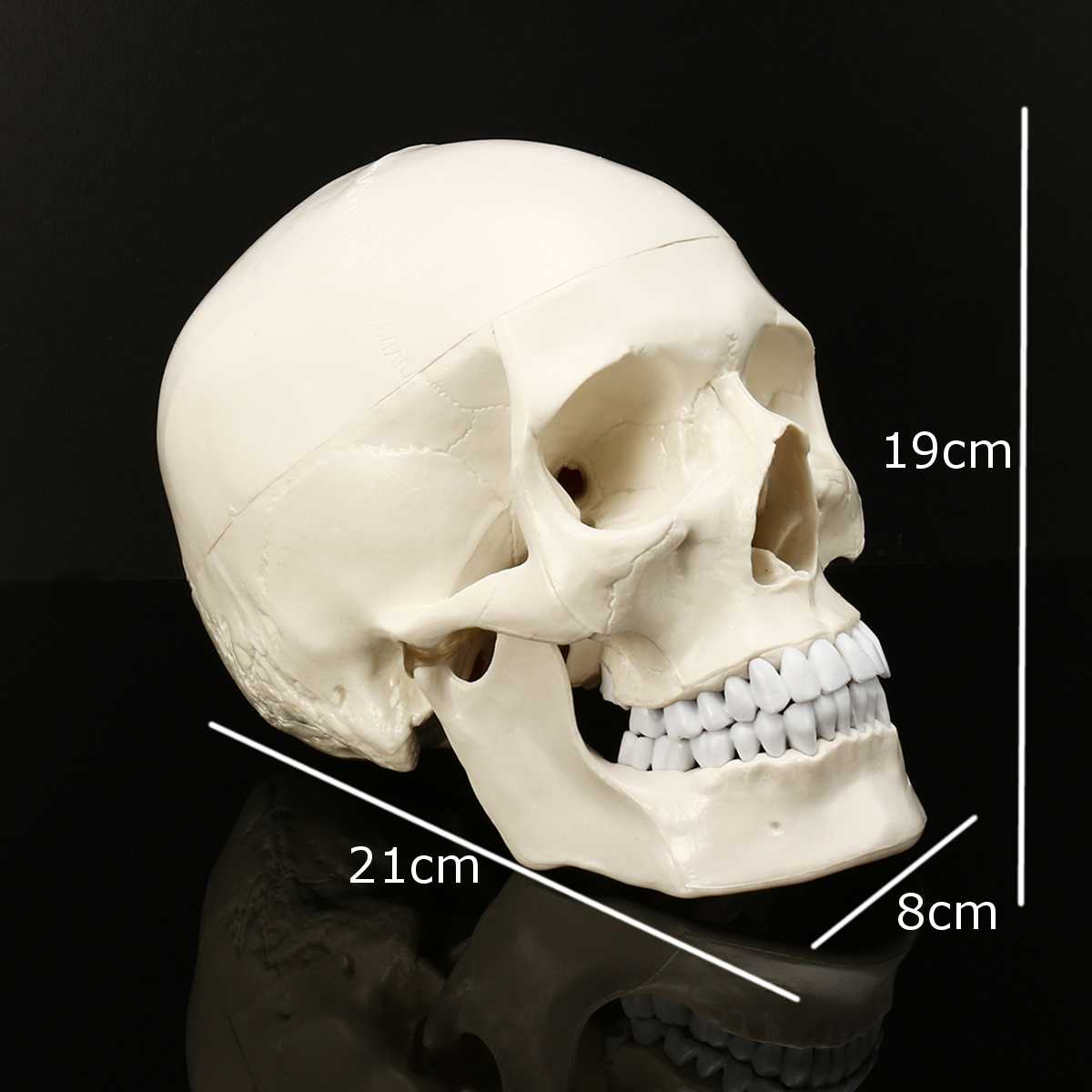 Anatomic Human Skull Model Anatomic Human Skull Model