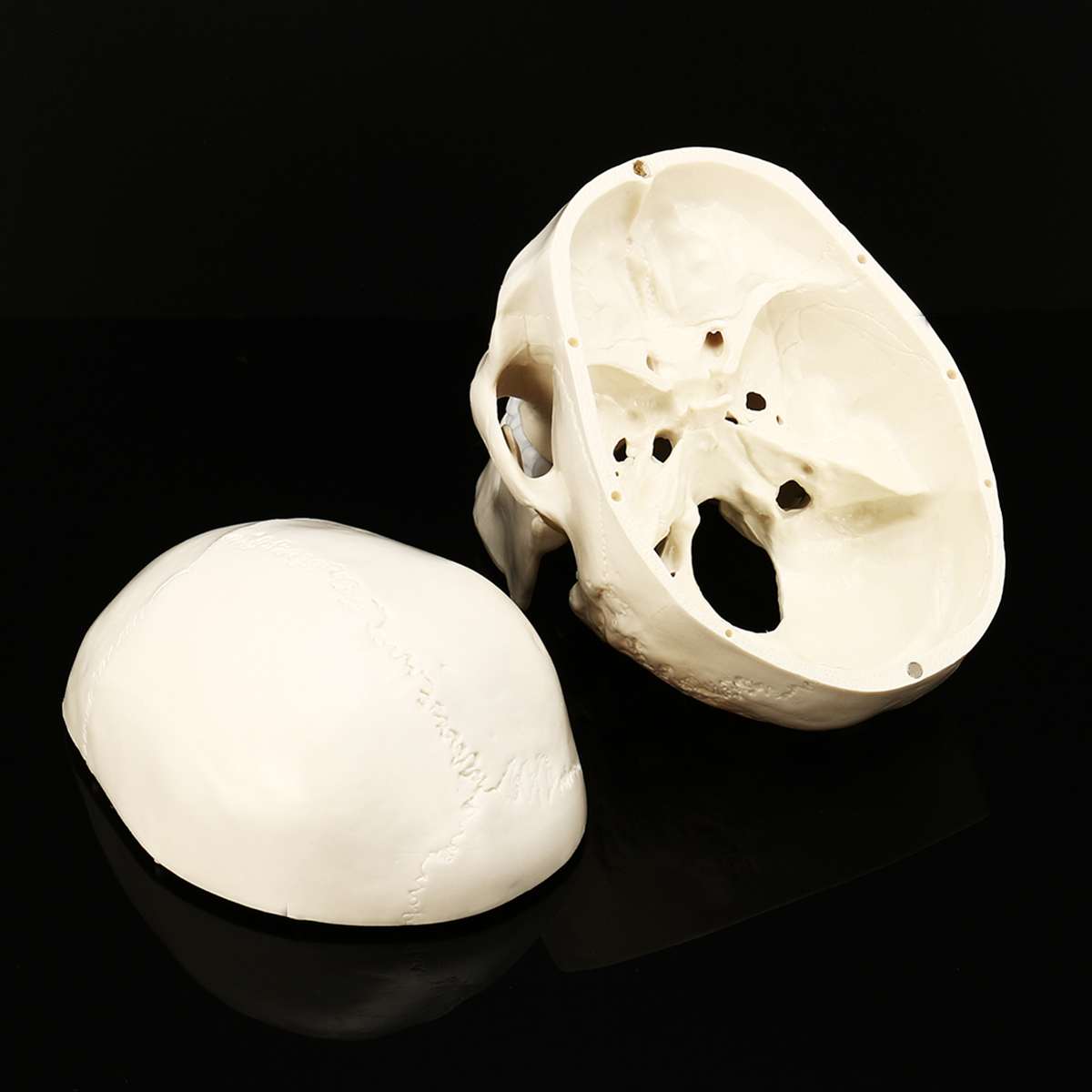 Anatomic Human Skull Model Anatomic Human Skull Model