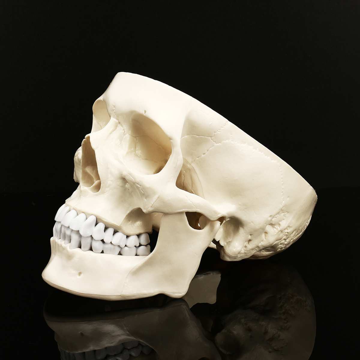 Anatomic Human Skull Model Anatomic Human Skull Model