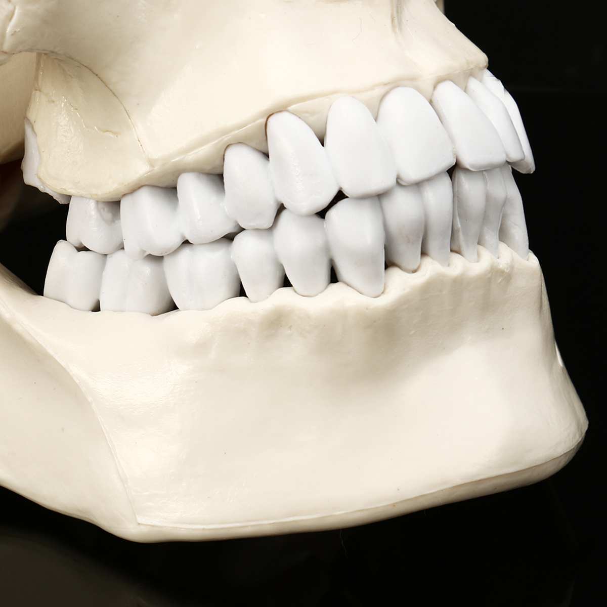 Anatomic Human Skull Model Anatomic Human Skull Model