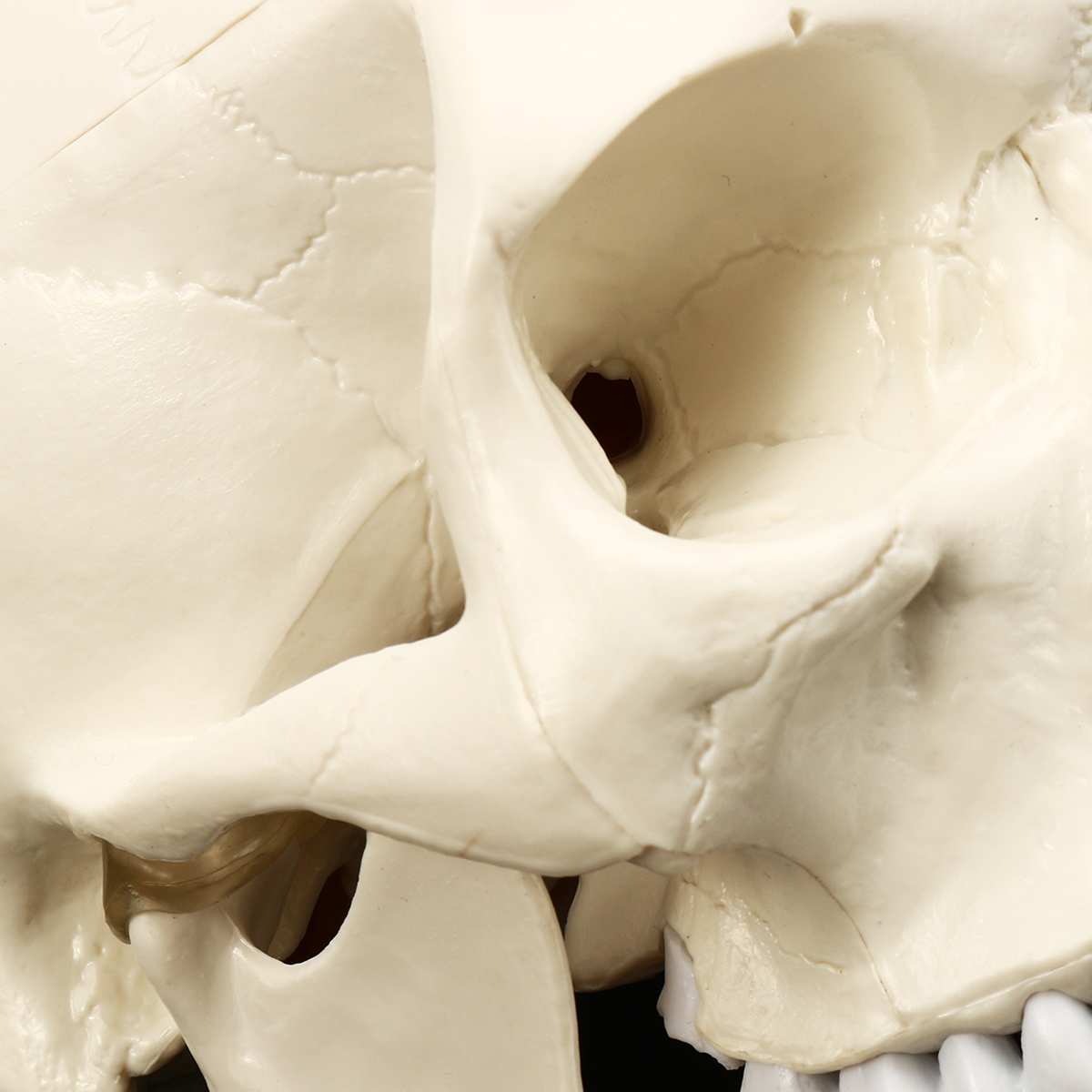 Anatomic Human Skull Model Anatomic Human Skull Model