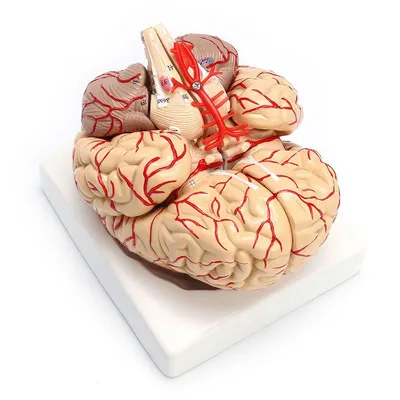 Anatomical 3D Human Brain Model Anatomical 3D Human Brain Model