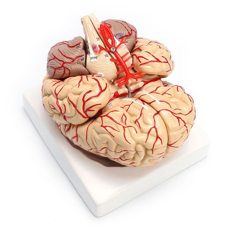 Anatomical 3D Human Brain Model Anatomical 3D Human Brain Model