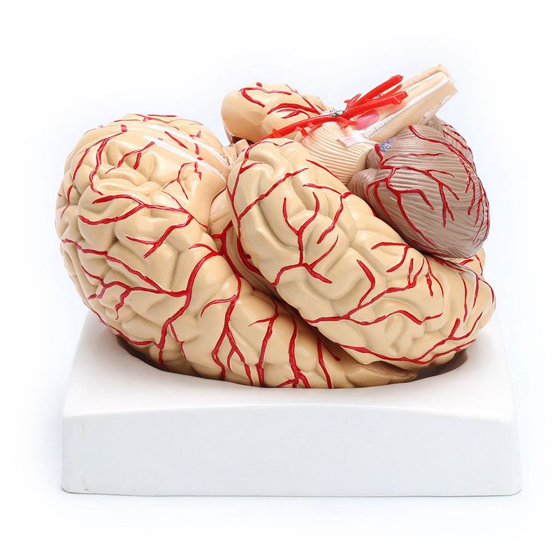 Anatomical 3D Human Brain Model Anatomical 3D Human Brain Model