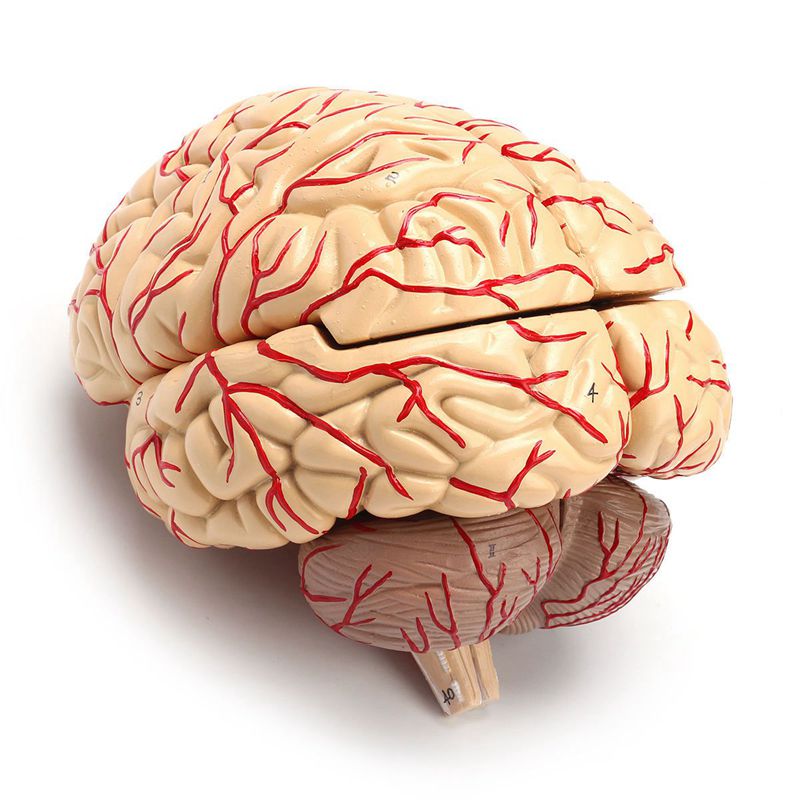 Anatomical 3D Human Brain Model Anatomical 3D Human Brain Model