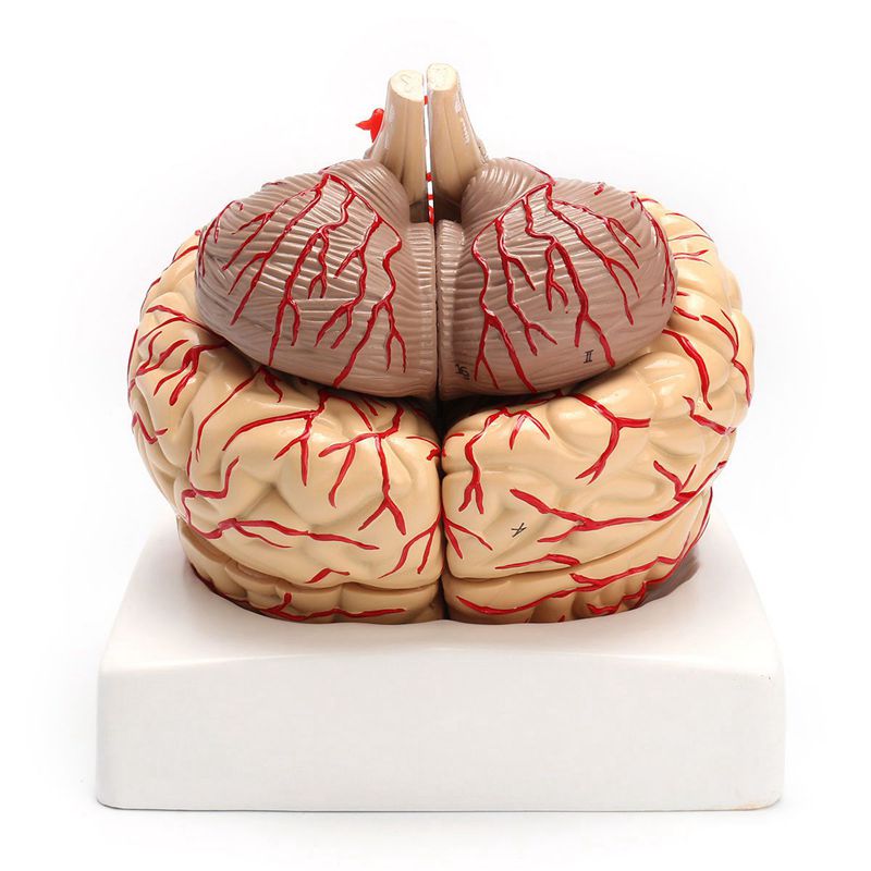 Anatomical 3D Human Brain Model Anatomical 3D Human Brain Model