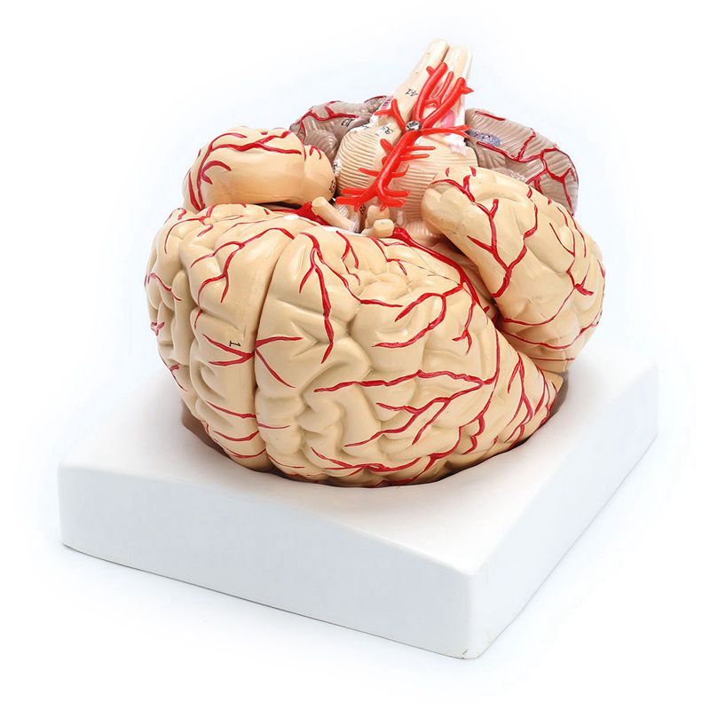 Anatomical 3D Human Brain Model Anatomical 3D Human Brain Model