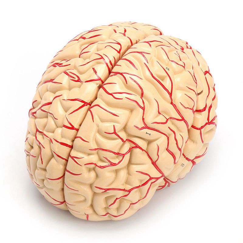 Anatomical 3D Human Brain Model Anatomical 3D Human Brain Model
