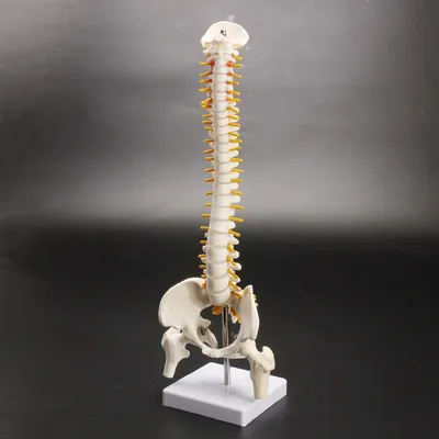 Anatomical Human Spine Model Anatomical Human Spine Model