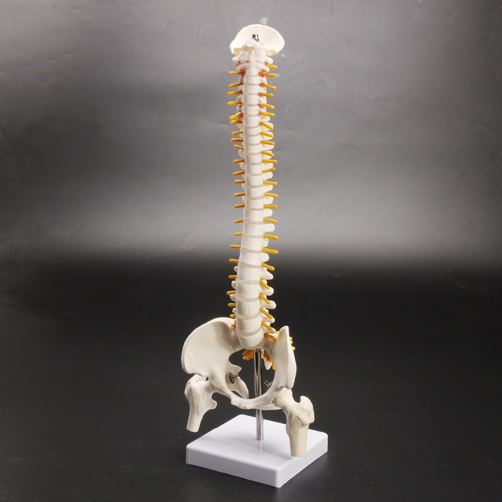 Anatomical Human Spine Model Anatomical Human Spine Model