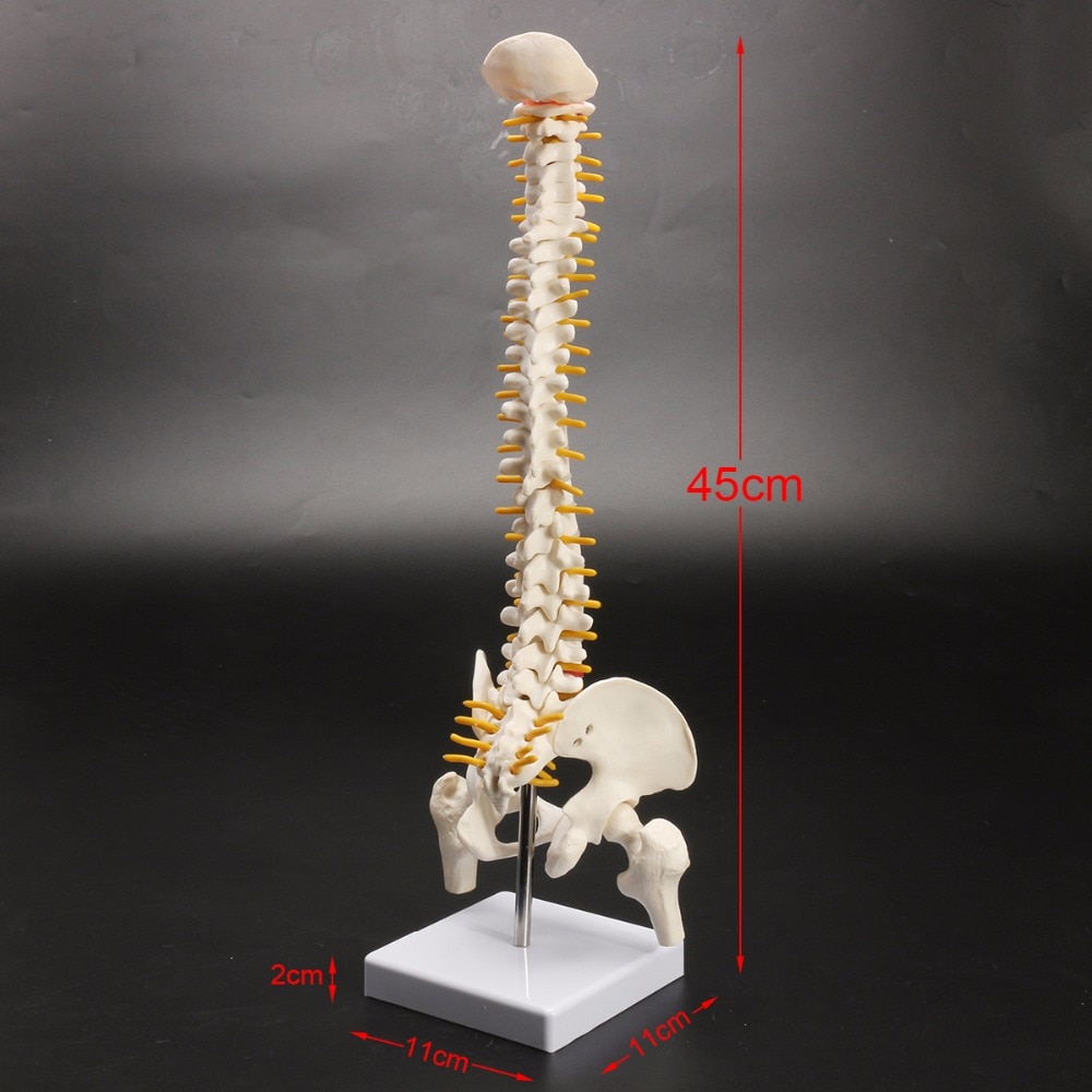 Anatomical Human Spine Model Anatomical Human Spine Model
