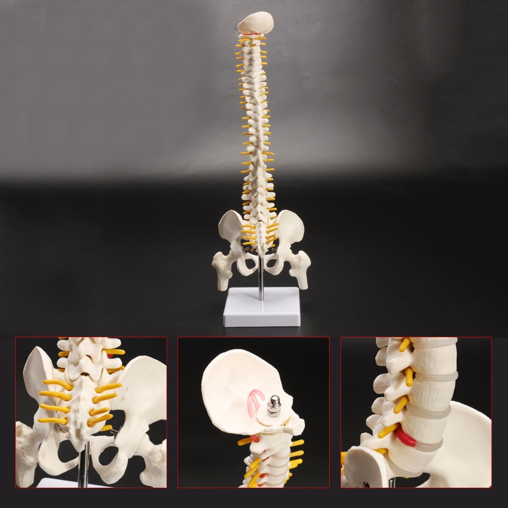 Anatomical Human Spine Model Anatomical Human Spine Model